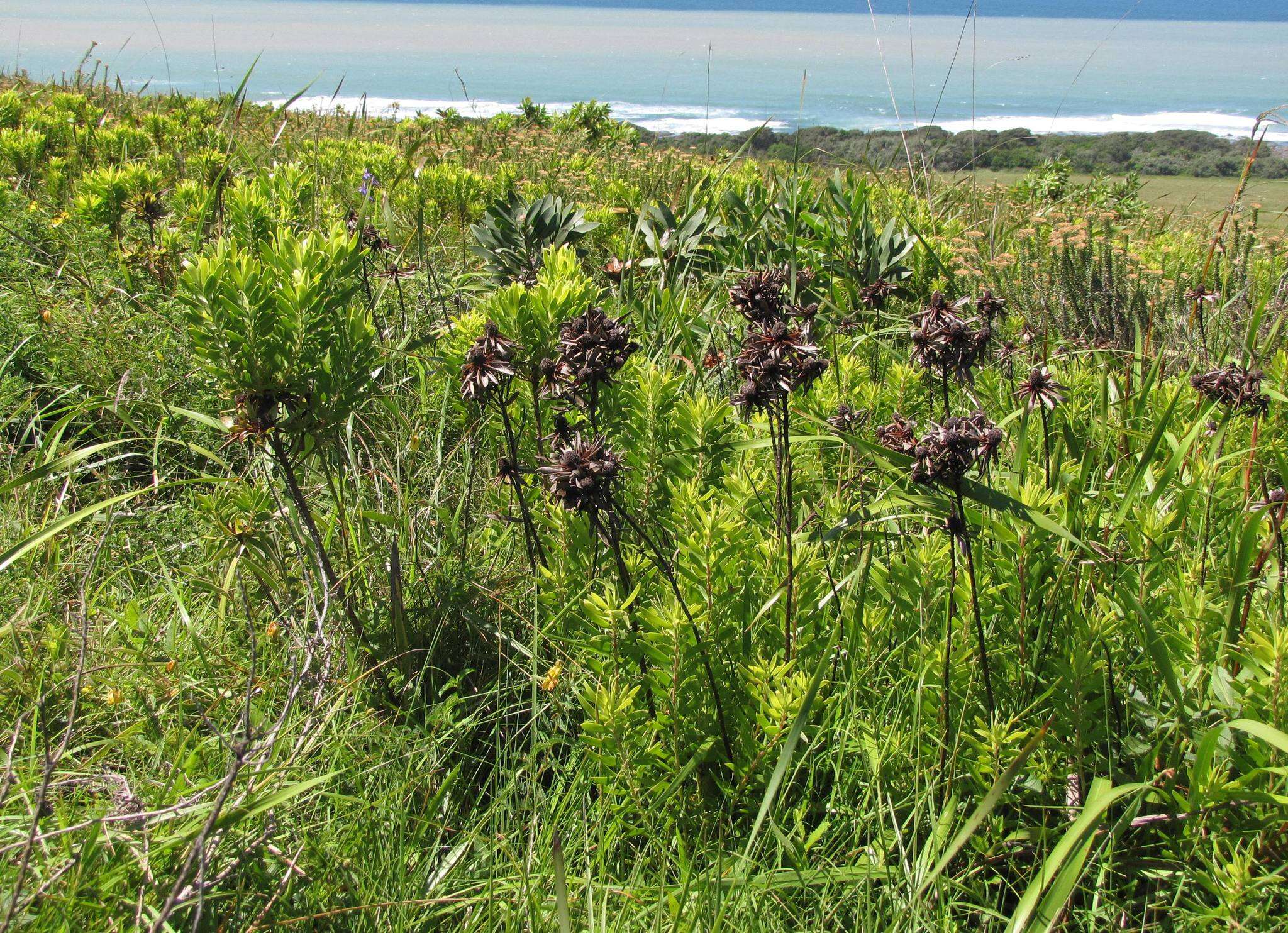 Image of Leucadendron spissifolium subsp. natalense (Thode & Gilg) I. Williams