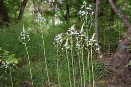 Image of Ornithogalum arcuatum Steven