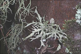 Image of <i>Ramalina fimbriata</i>