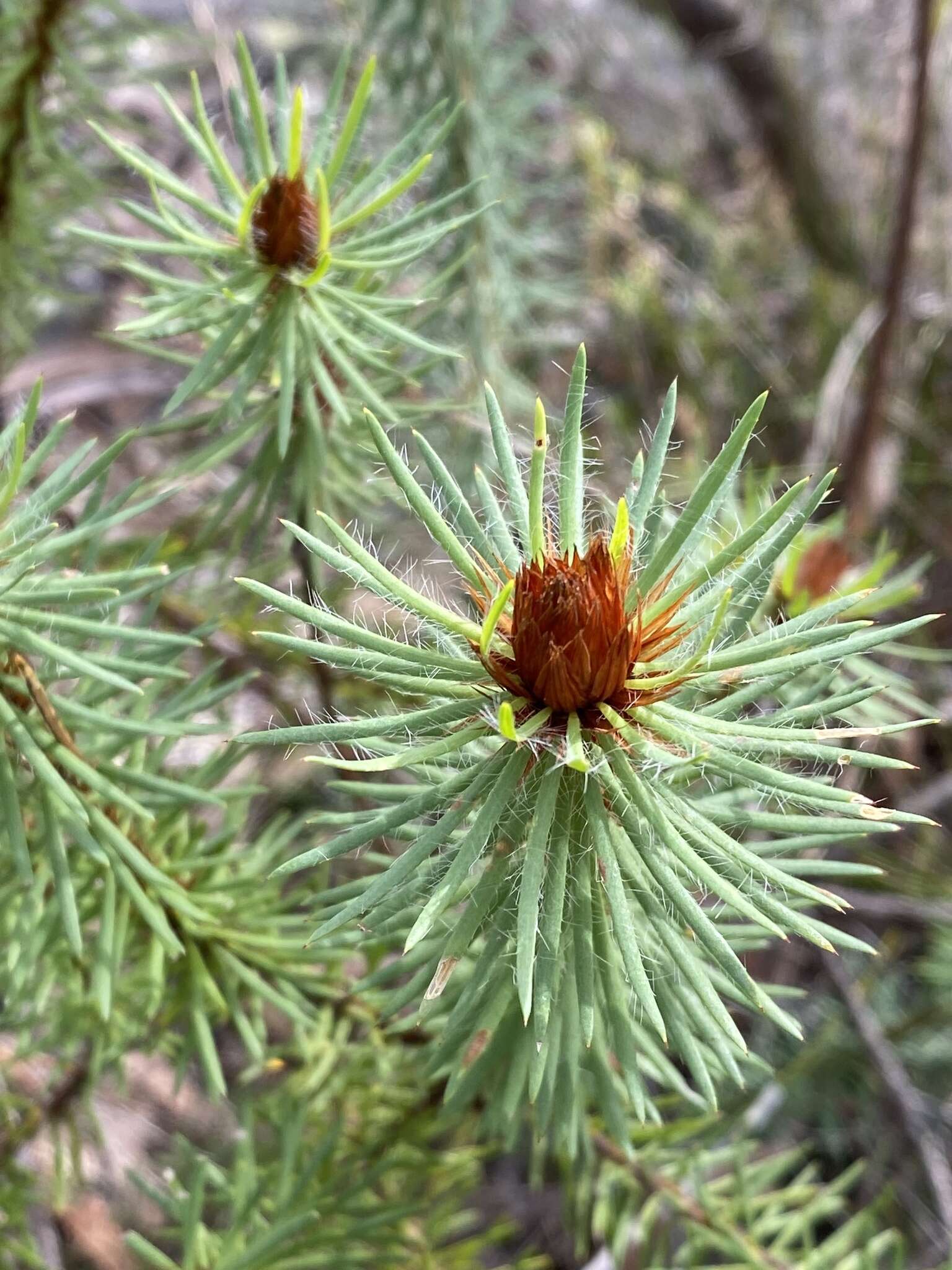 Image of Pultenaea stipularis Sm.