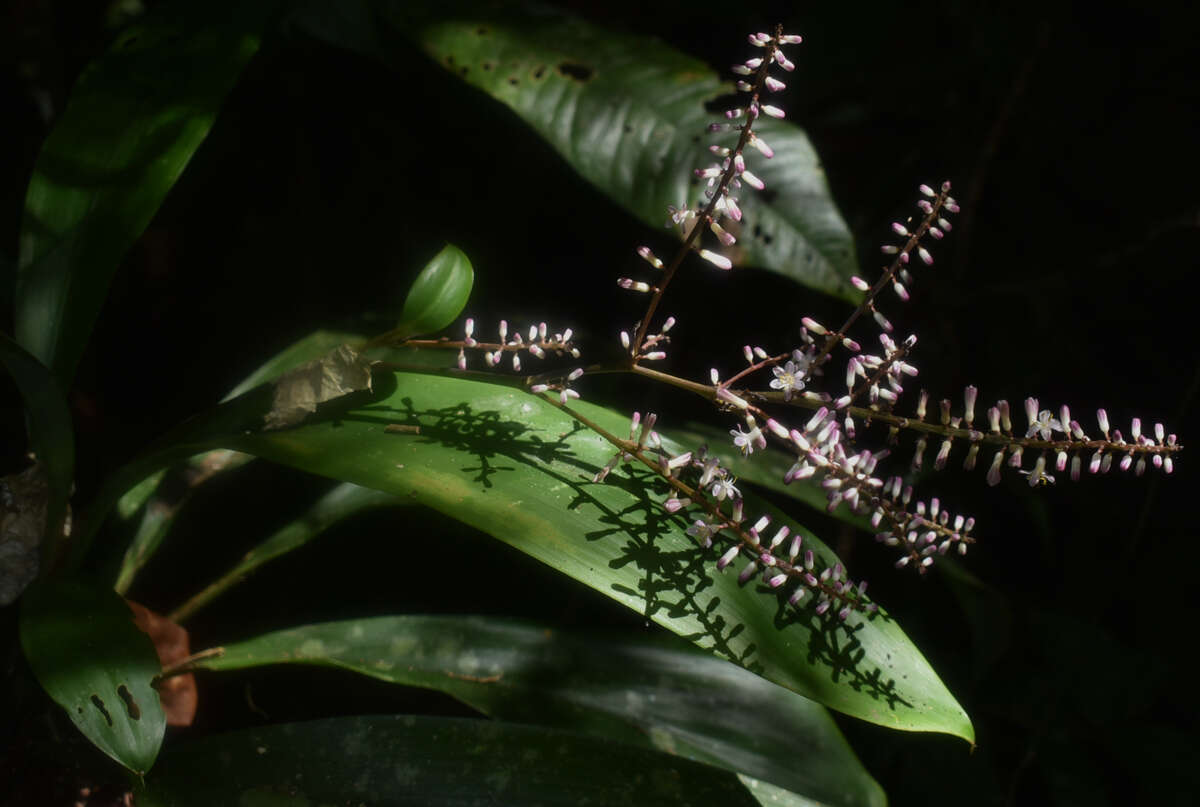 Image of Cordyline cannifolia R. Br.