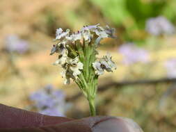 Image of Glandularia parodii Covas & Schnack