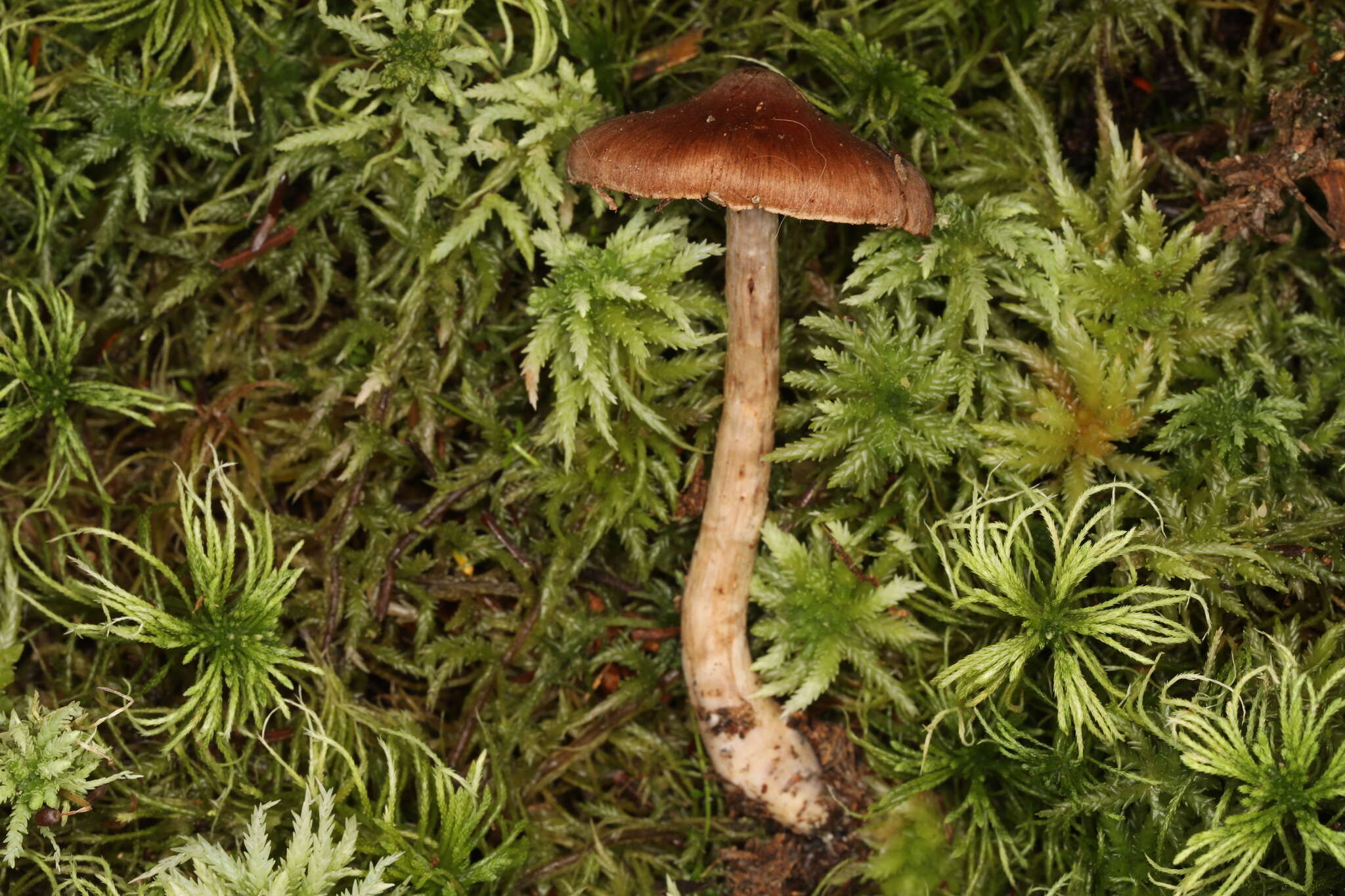 Слика од Cortinarius tortuosus (Fr.) Fr. 1838