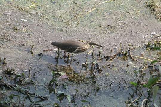 Image of Indian Pond Heron