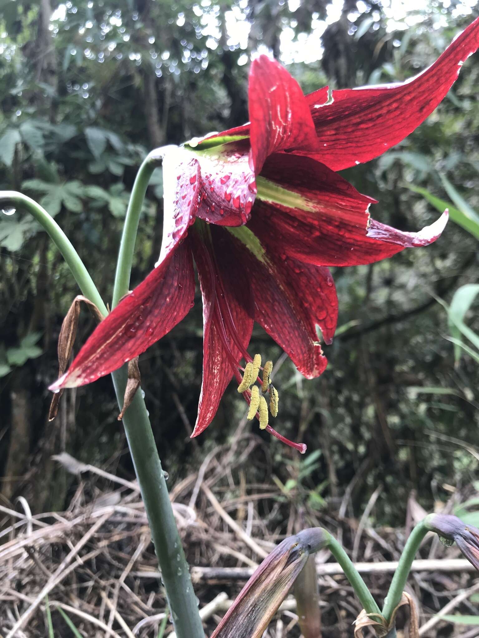 صورة Hippeastrum machupijchense (Vargas) D. R. Hunt