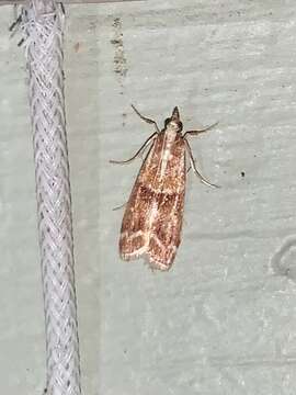 Image of Ponderosa Pine Coneworm Moth