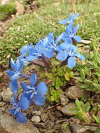 Image of Gentiana brachyphylla subsp. favratii (Rittener) Tutin