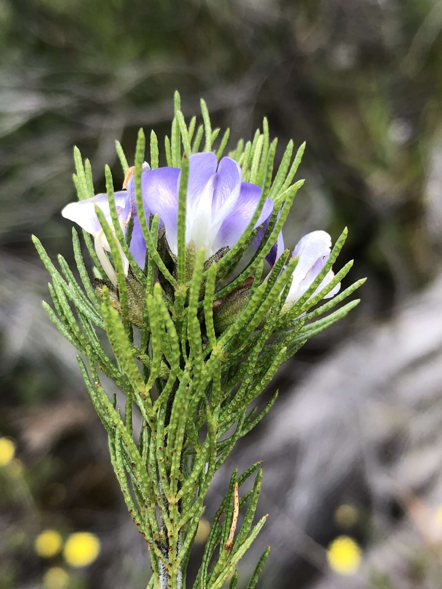 Psoralea kougaensis的圖片