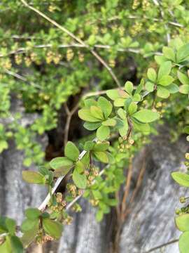 Image of barberry