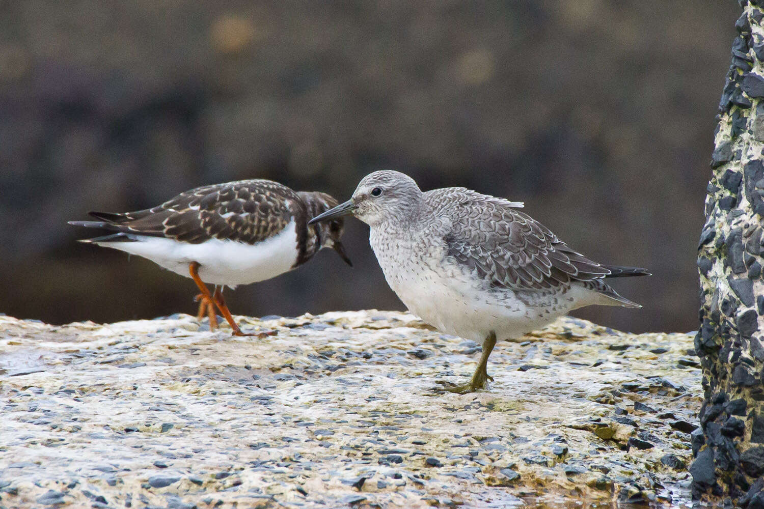 Image of Knot