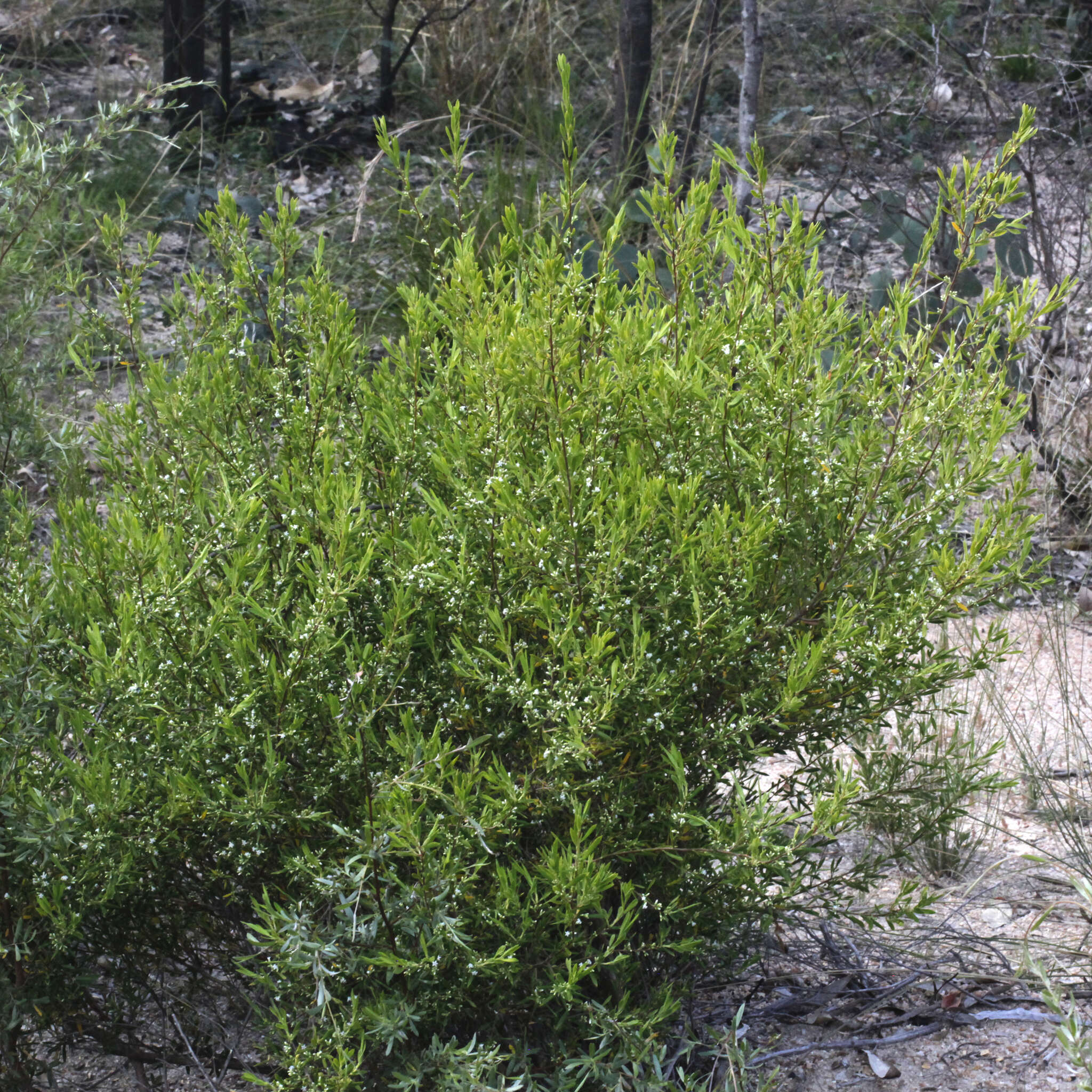 Plancia ëd Leucopogon muticus R. Br.