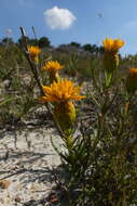 Sivun Pteronia tenuifolia DC. kuva