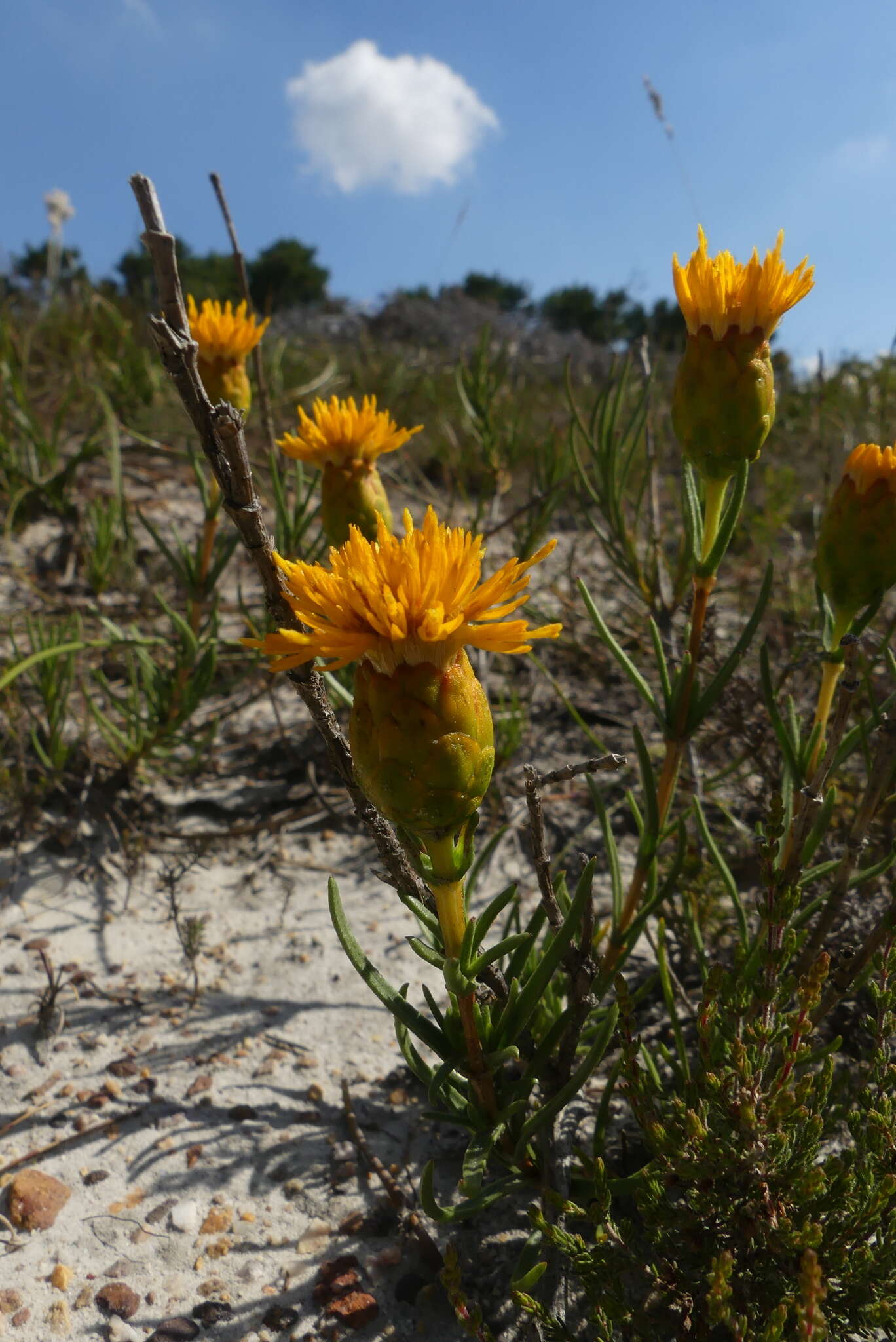 Sivun Pteronia tenuifolia DC. kuva