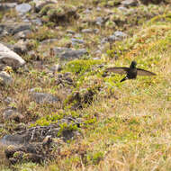 Image of Blue-mantled Thornbill