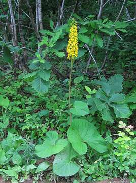 Image of Ligularia sachalinensis Nakai