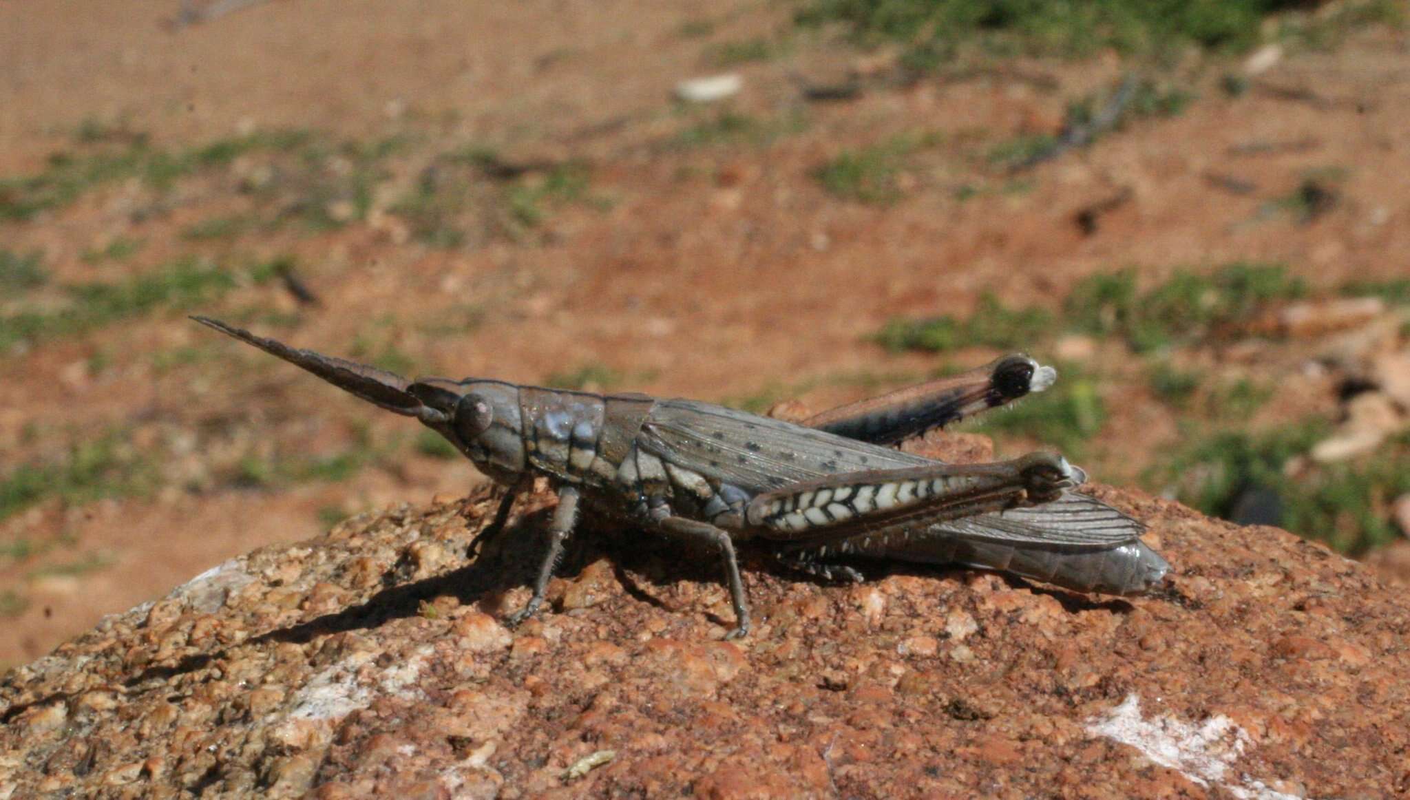 Macrolobalia ocellata (Tepper 1896)的圖片