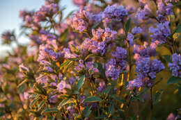 Image of Strobilanthes kunthianus (Wall. ex Nees) T. Anders. ex Benth.