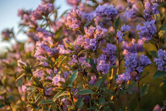 Strobilanthes kunthianus (Wall. ex Nees) T. Anders. ex Benth. resmi