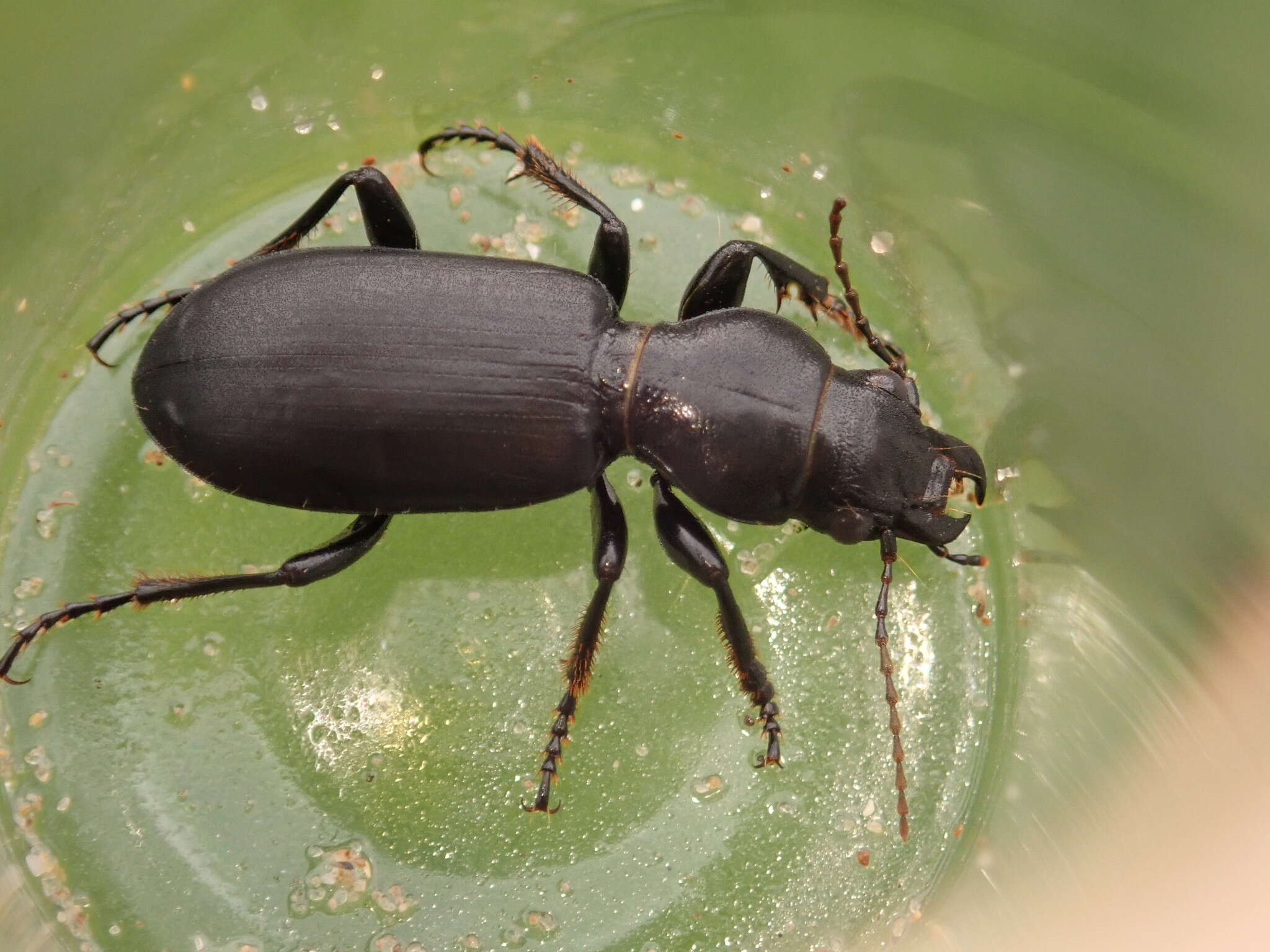 Imagem de Broscus (Broscus) cephalotes (Linnaeus 1758)