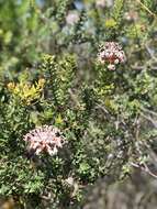 Image of Grevillea buxifolia subsp. buxifolia