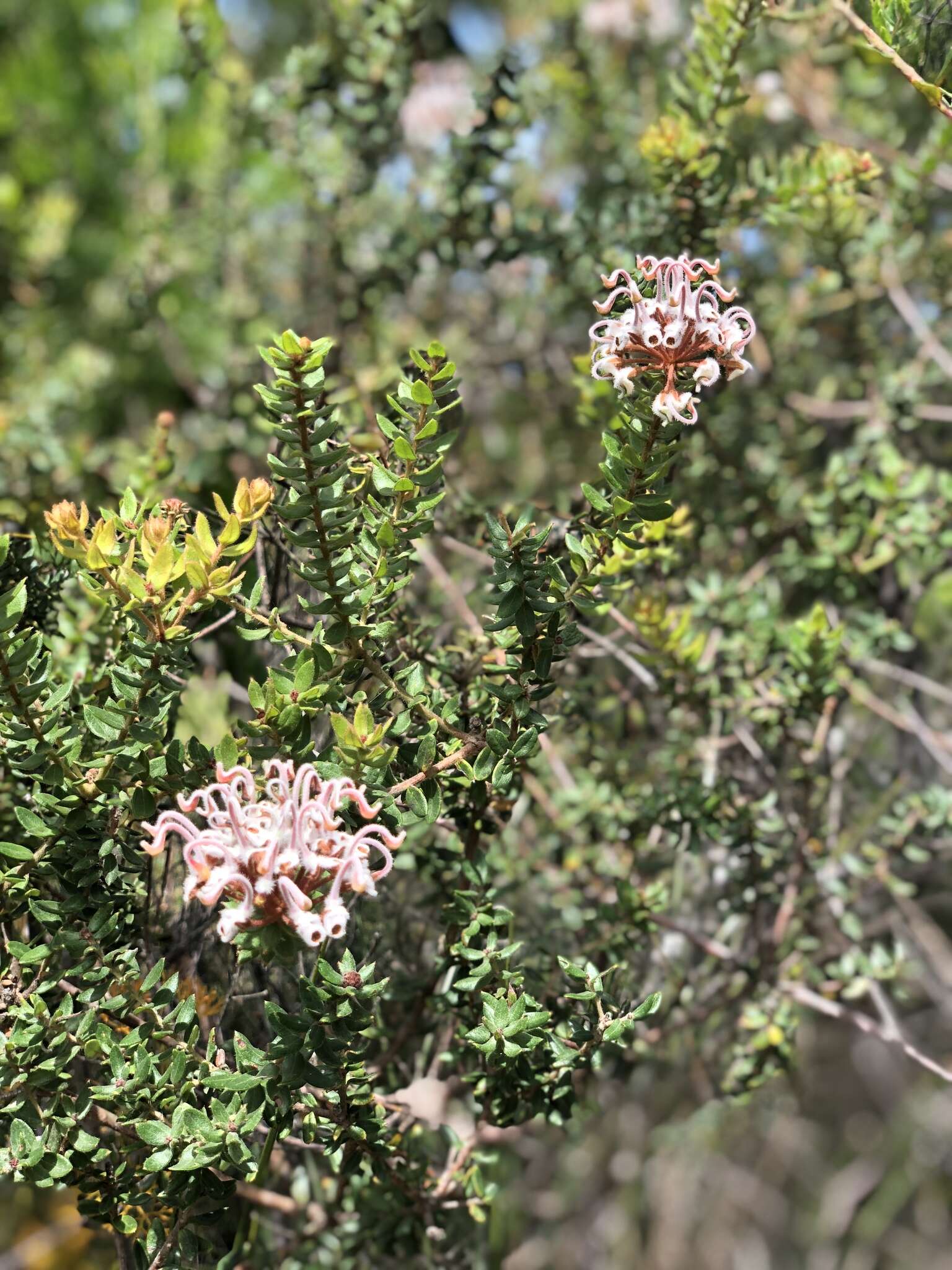 Image of Grevillea buxifolia subsp. buxifolia