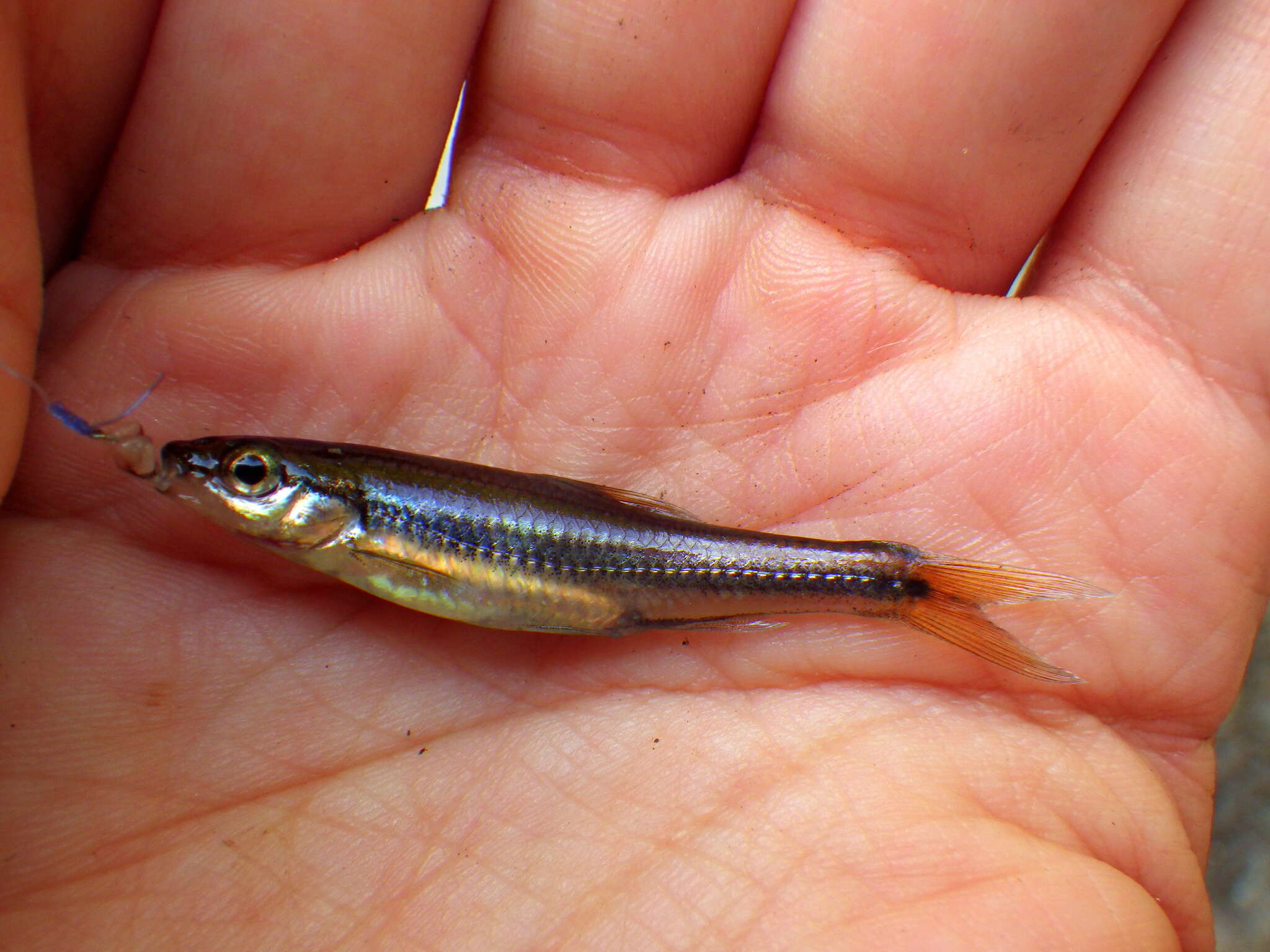 Image of Coastal Shiner