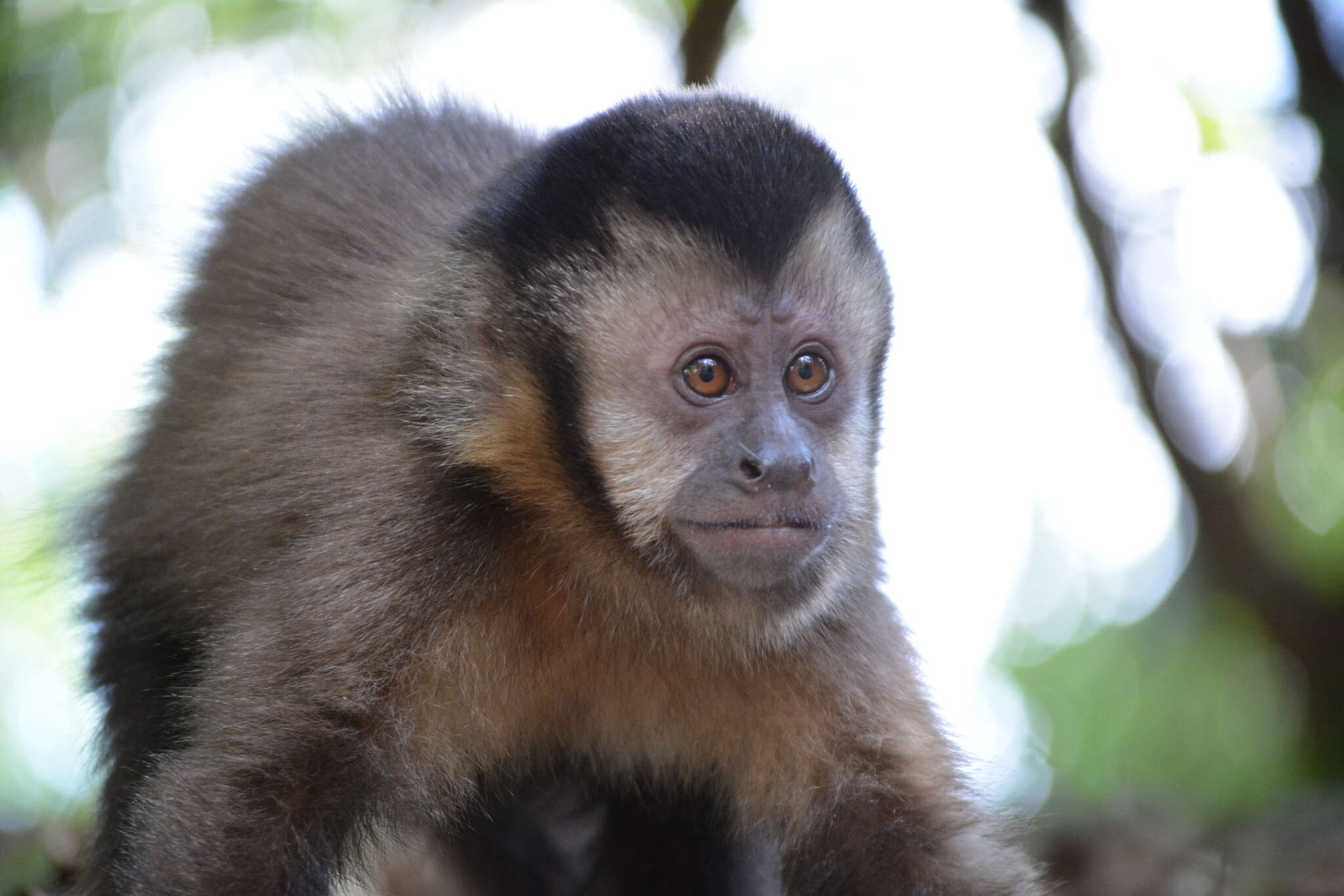 Image of Black Capuchin