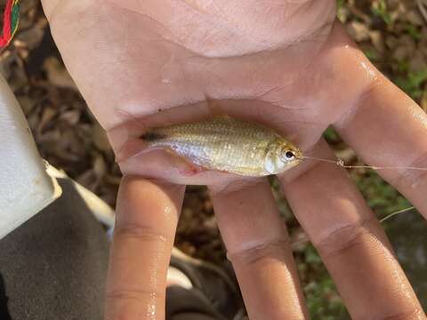 Image of Buenos Aires tetra