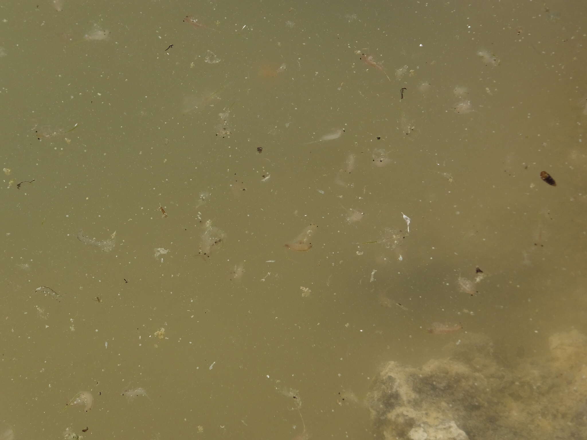 Image of Mono Lake Brine Shrimp