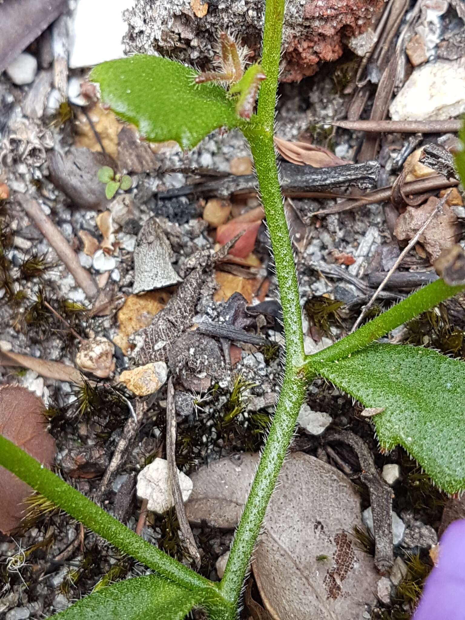 Image of Scaevola striata R. Br.