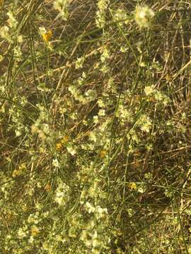 Imagem de Ambrosia salsola var. pentalepis (Rydb.) Strother & B. G. Baldwin