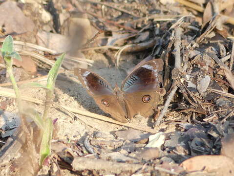 Junonia artaxia Hewitson 1864 resmi