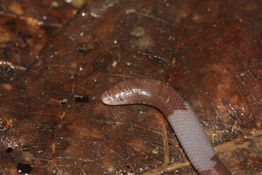 Image of Bourret's Blind Skink