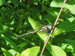 Image of Spatterdock Darner