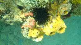 Image of spiny urchin