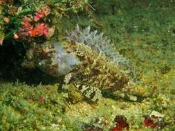 Image of false scorpionfishes