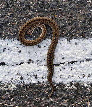 Image of Vipera berus berus (Linnaeus 1758)