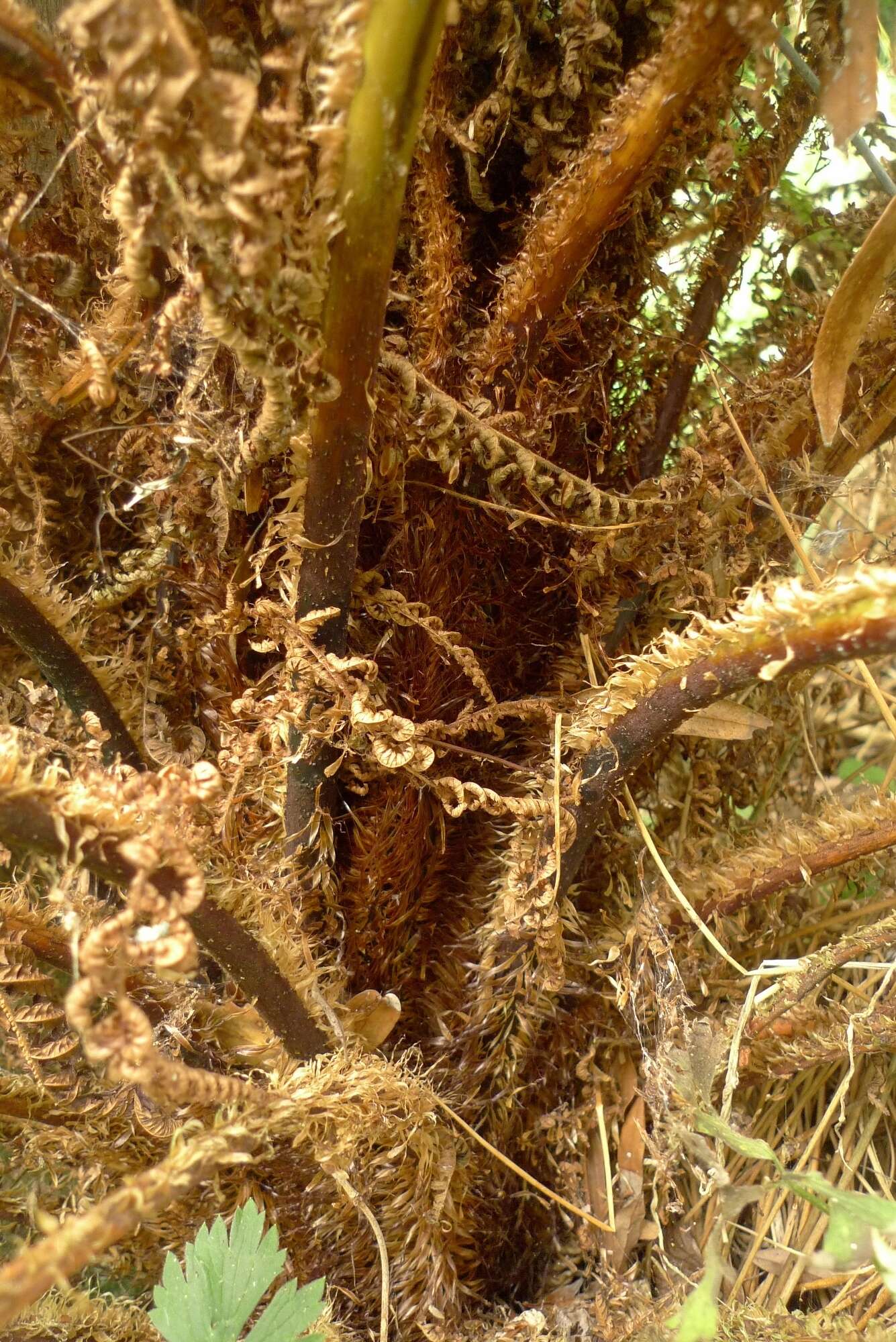 Image of Tree Fern Gully