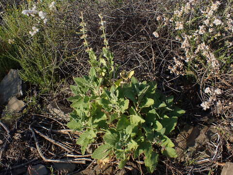 Image of Large blue sage