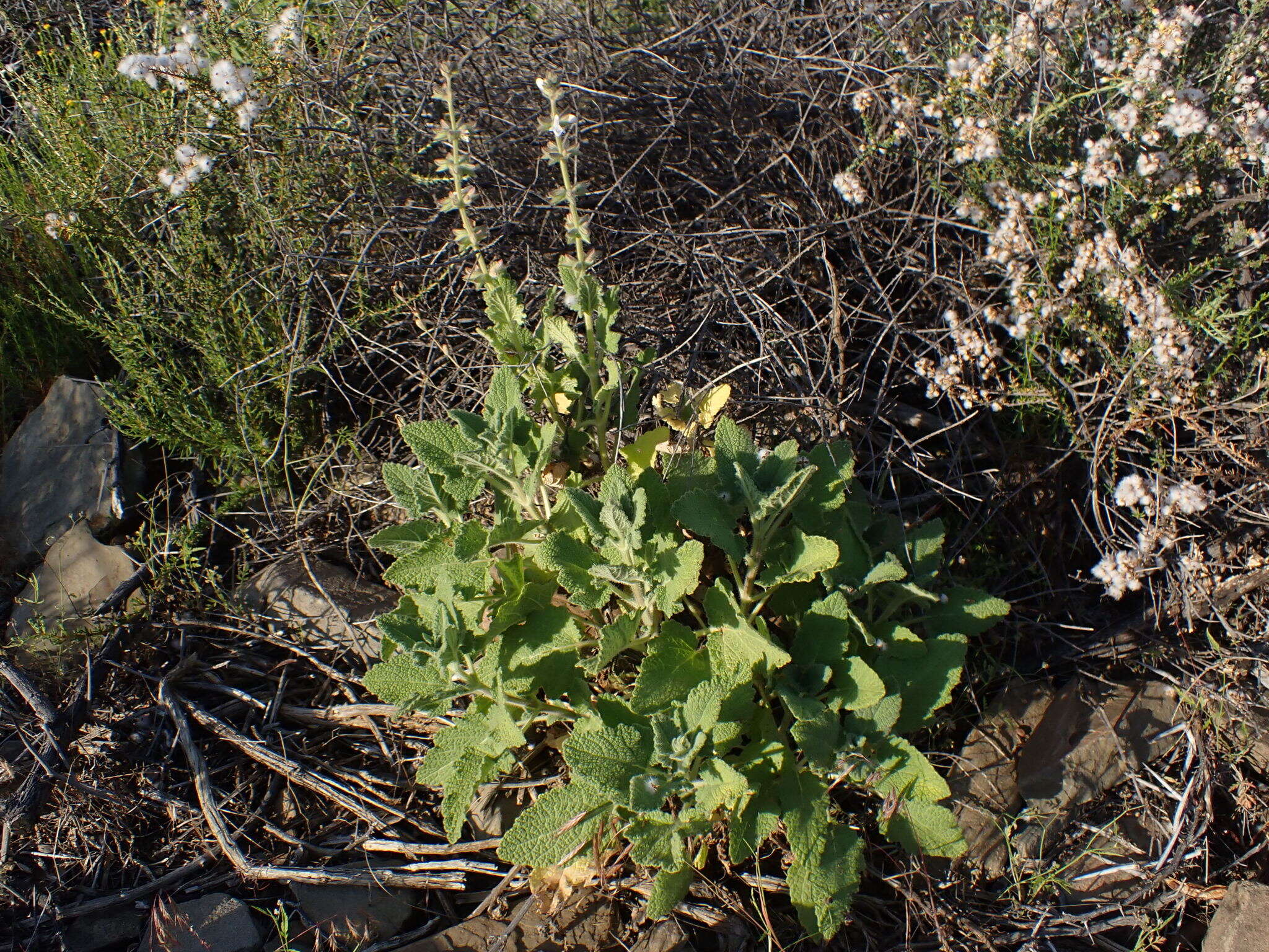 Image of Dassie Sage