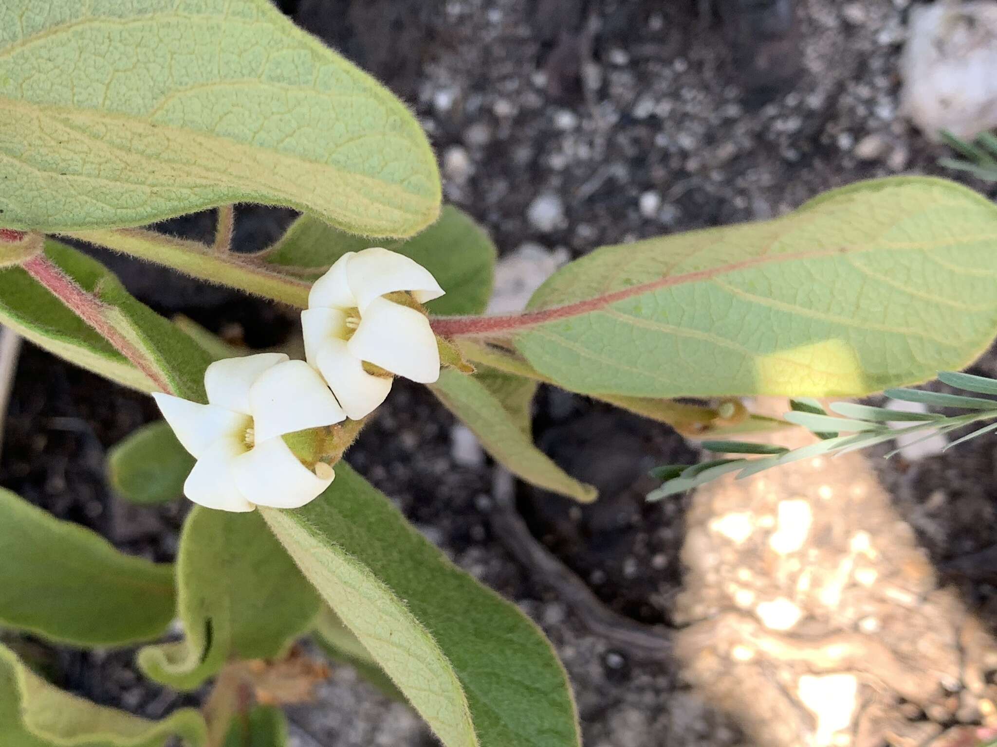 Image of Diospyros galpinii (Hiern) De Winter