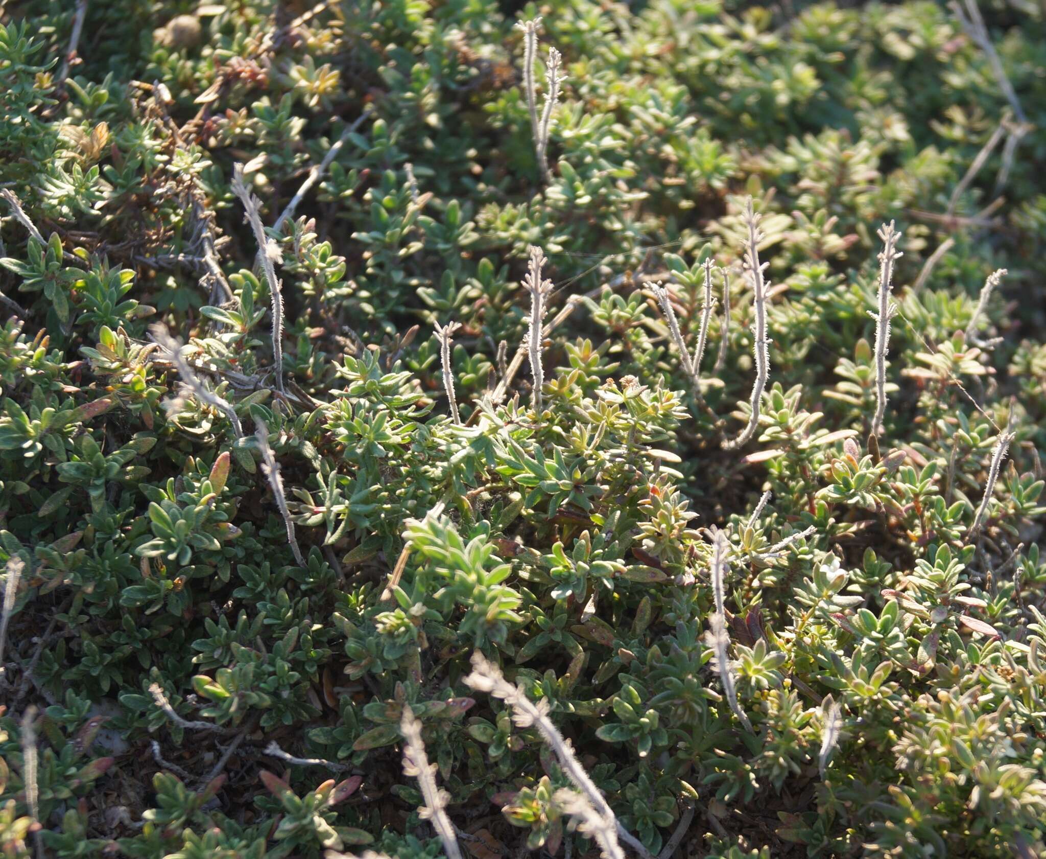 Image of Thymus moldavicus Klokov & Des.-Shost.