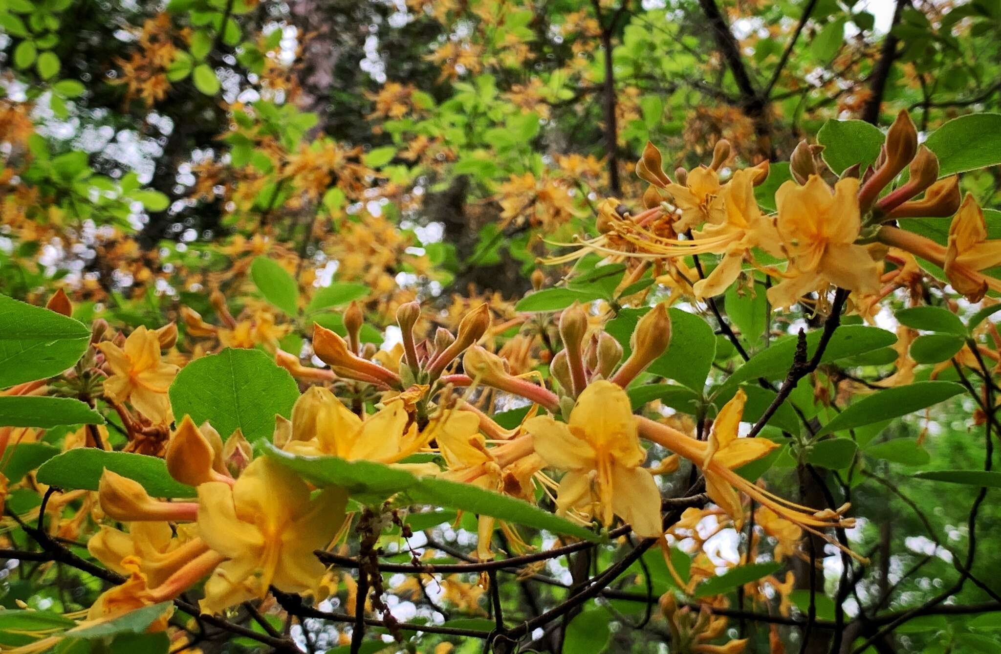 Imagem de Rhododendron austrinum (Small) Rehd.