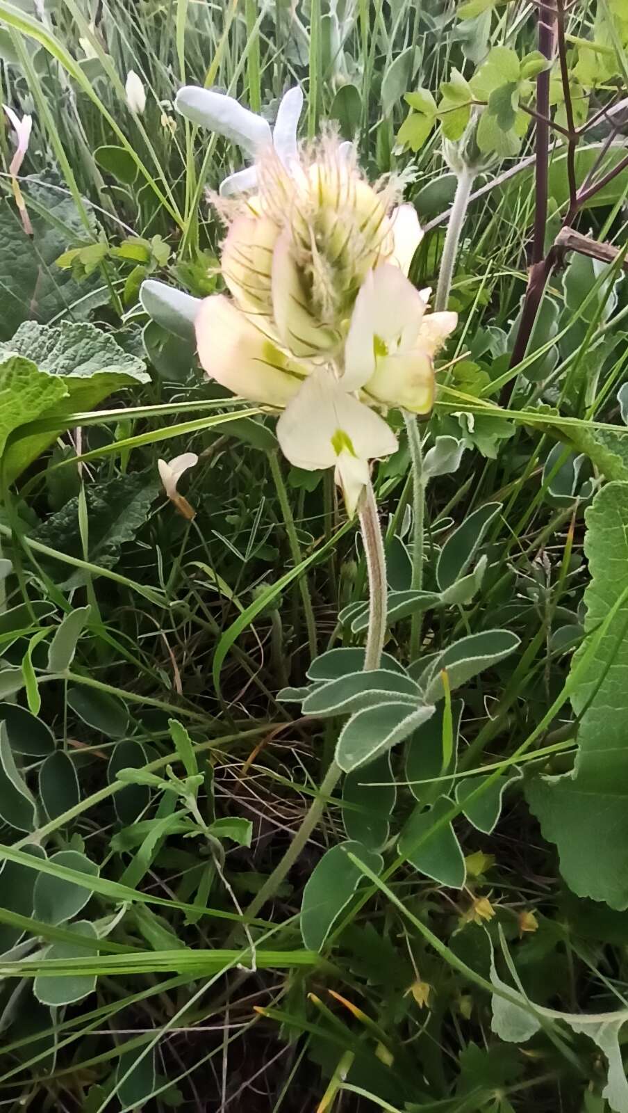 Plancia ëd Hedysarum grandiflorum subsp. bulgaricum Kozuharov