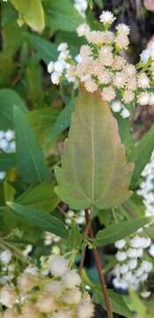 Image of Santa Rita snakeroot