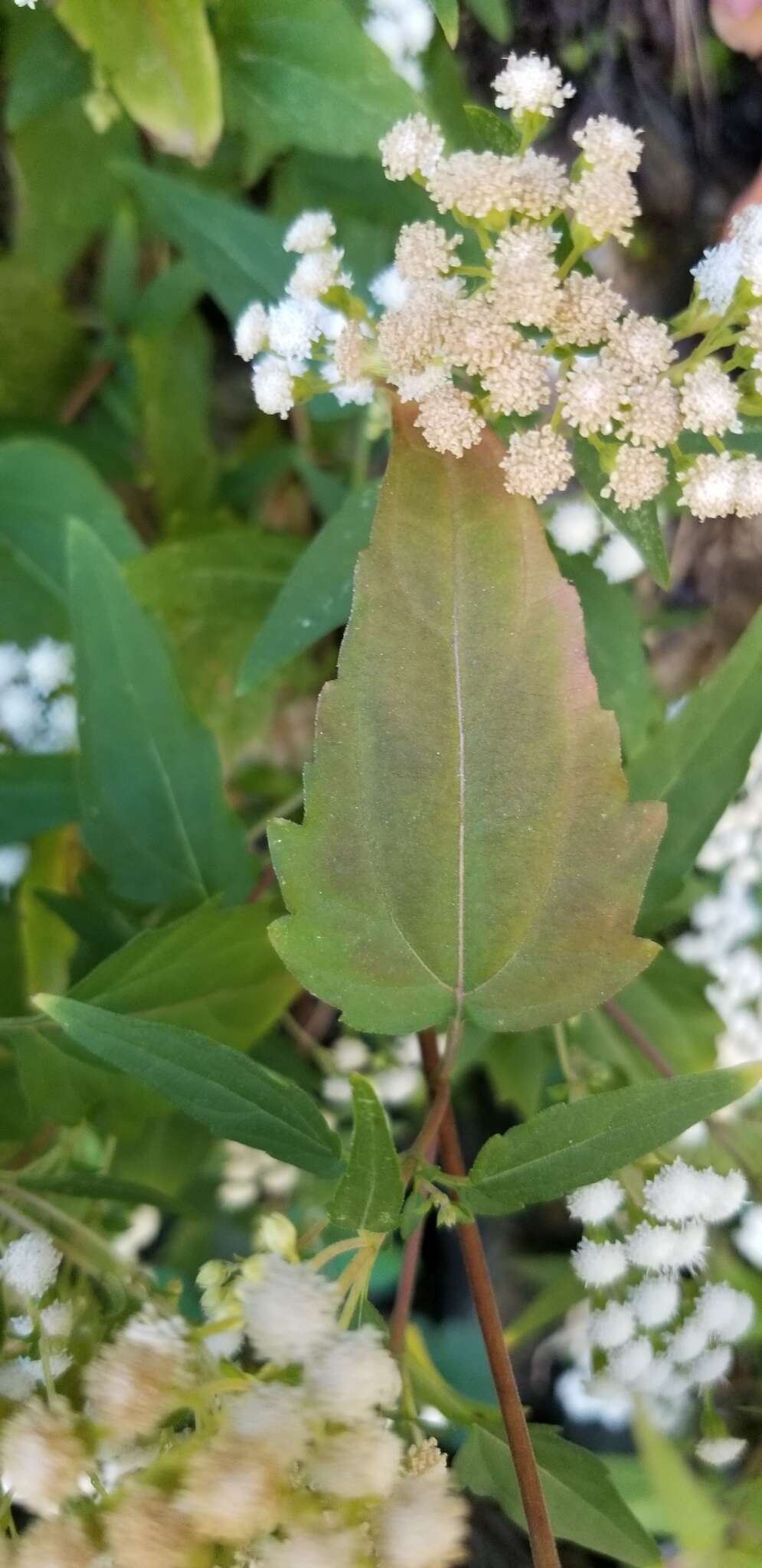 Image of Santa Rita snakeroot