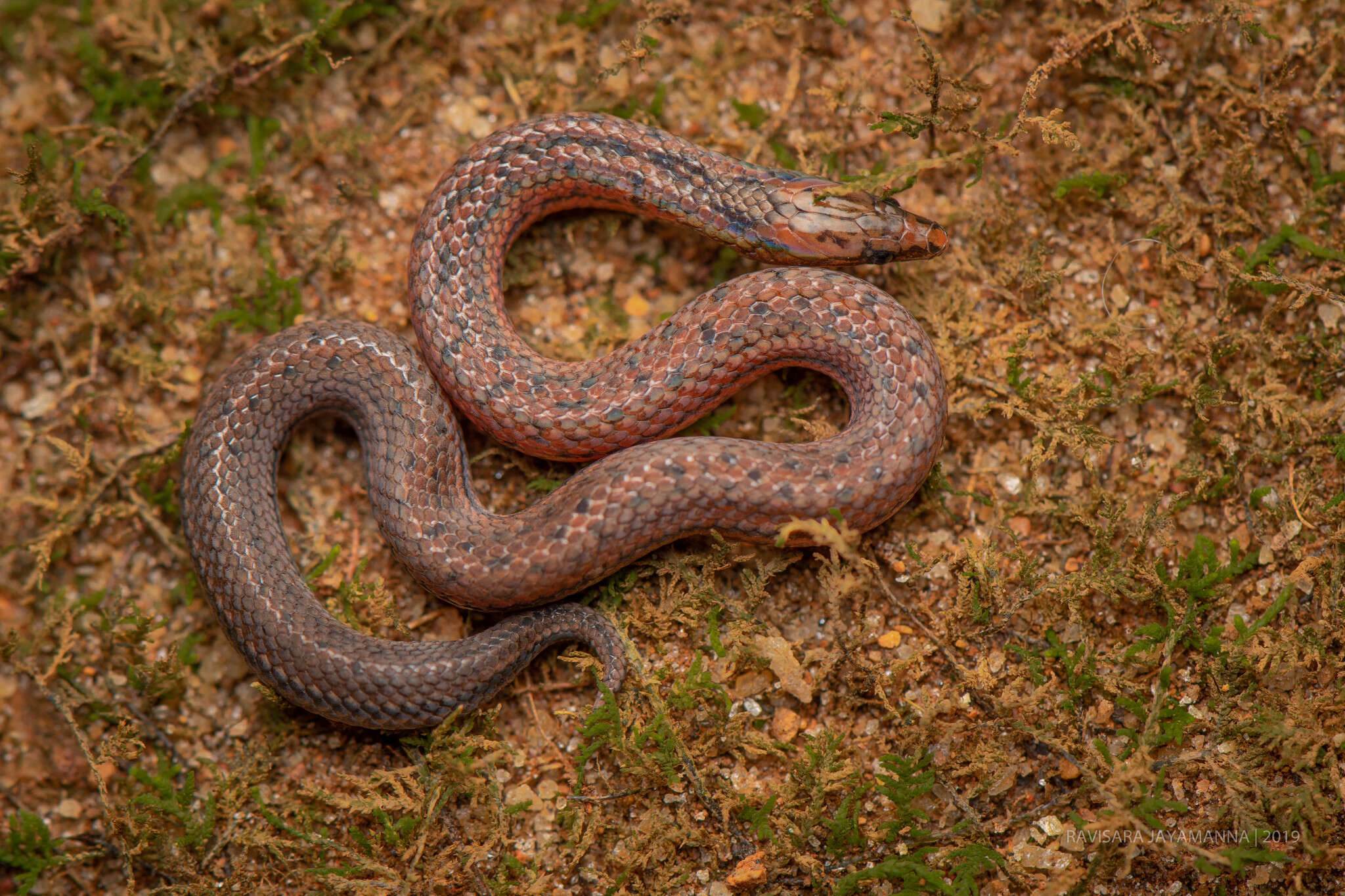 Image of Common rough-sided snake