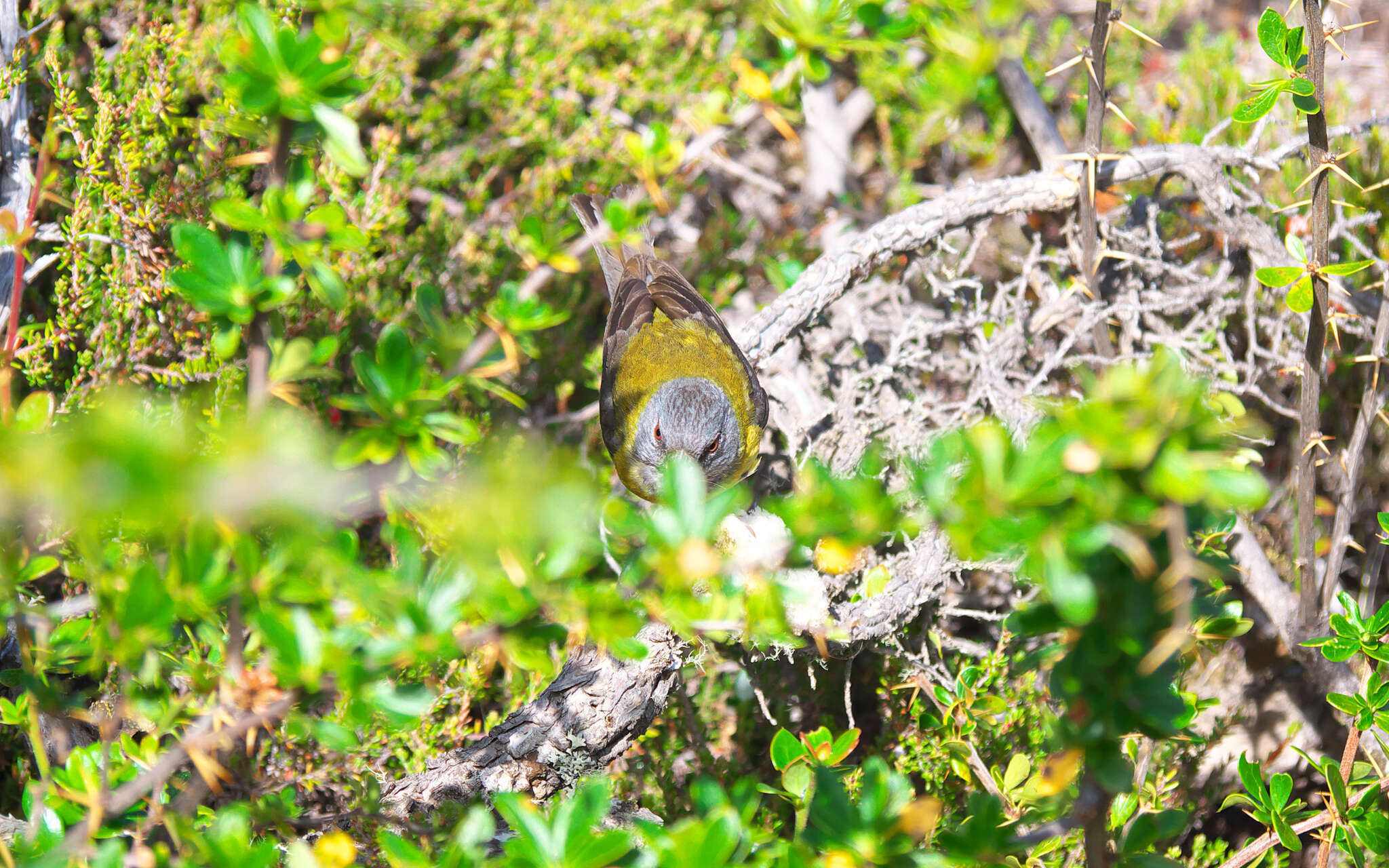 Image of Gray-hooded Sierra-Finch