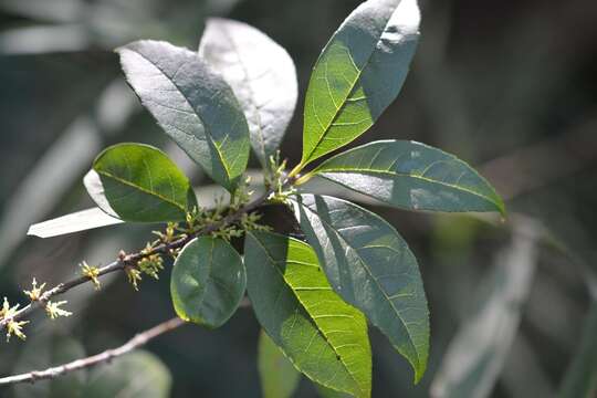 Imagem de Forestiera rhamnifolia Griseb.