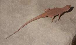 Image of Urosaurus ornatus wrighti (Schmidt 1921)